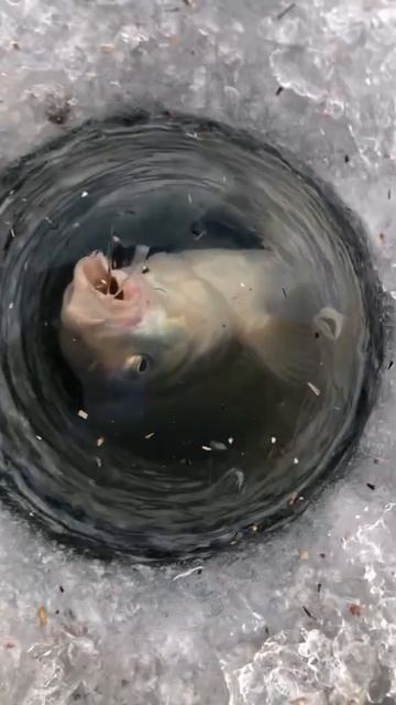 НЕ ЛЕЗЕТ В ЛУНКУ