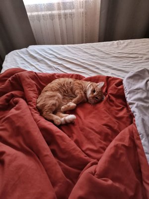 првиети жду девчата