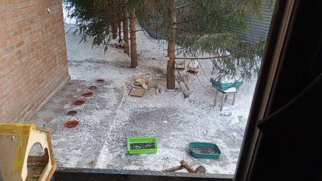 весёлый вольный зоопарк