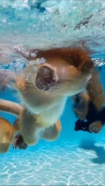 Веселая обезьяна в воде: забавные моменты #обезьяны #подводныймир #животные