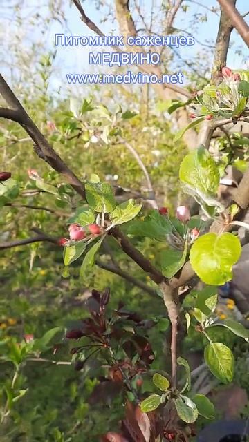 Цветет красномякотная яблоня Роялти