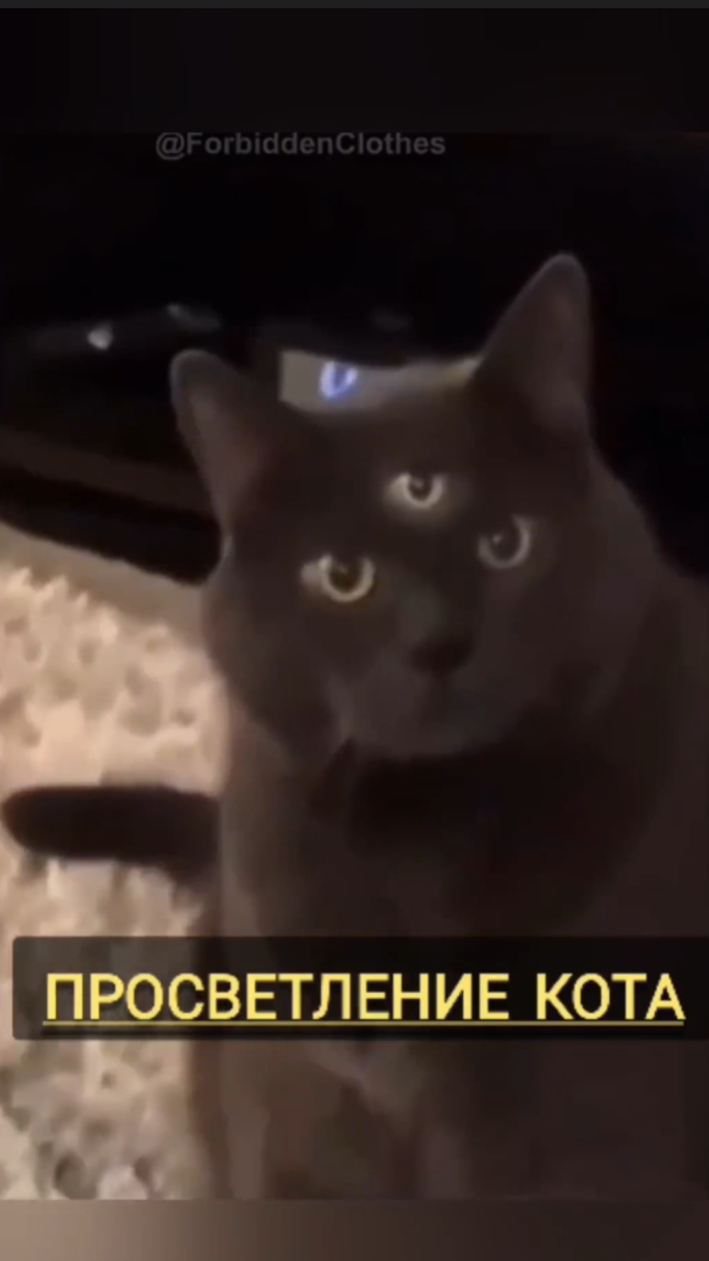 У кота открылся ТРЕТИЙ ГЛАЗ💥