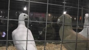 Ярмарка голубей. Бронницы 9.11.2024. 3 серия