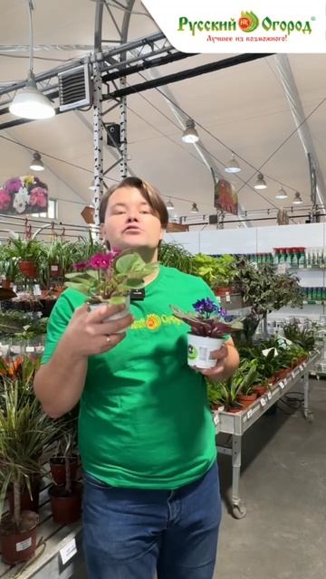 Не цветут фиалки — что делать?