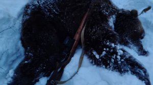 На Камчатке застрелили первого с начала года медведя-шатуна