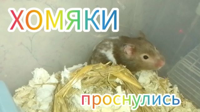 Наконец то хомяки проснулись. #хомяки #hamster #сирийскиехомяки