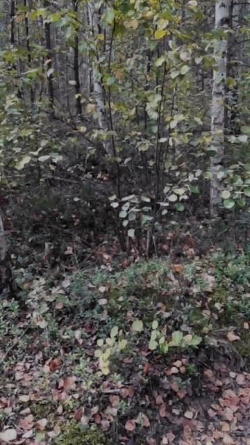 Архив 2020 г. 1