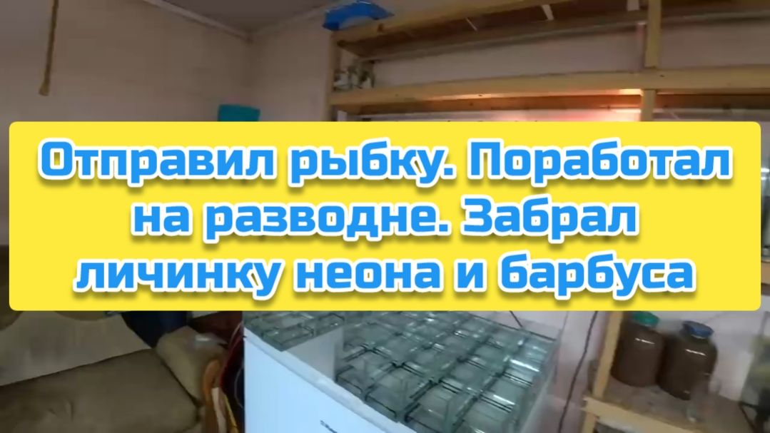 Отправил рыбку. Поработал на разводне. Забрал личинку неона и барбуса