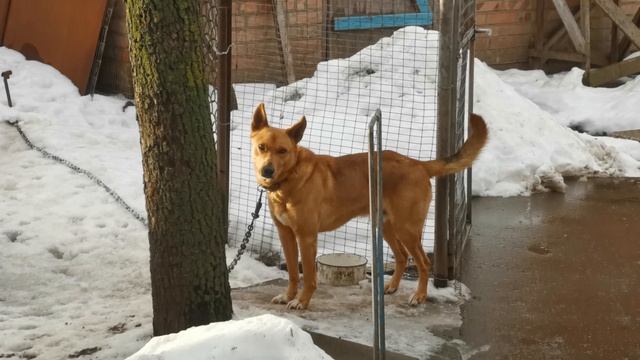 Оранжевый пёс смотреть онлайн