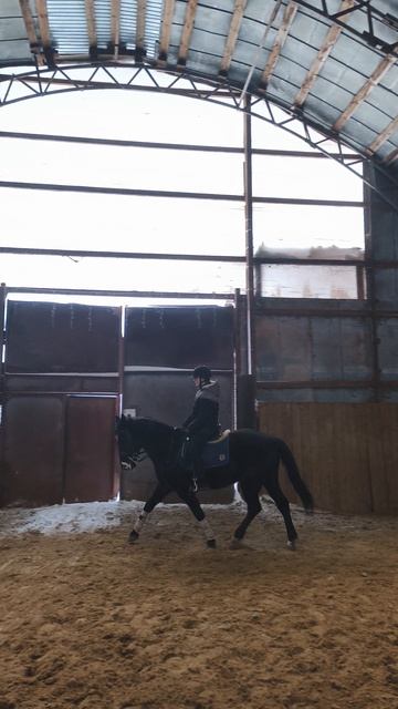 Вика и Рокас Вэлл, учебная рысь по стенке в манеже.