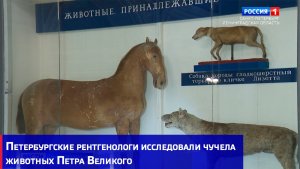 Петербургские рентгенологи исследовали чучела животных Петра Великого