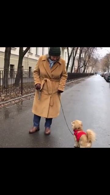 Прогулка с собачкой #питомцы #прогулка #время_с_питомцем #собаки #природа