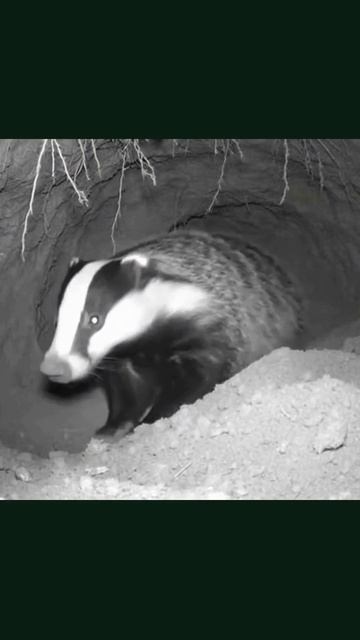 #камеравноре #дикие_животные #достижения_фотографии #наблюдение_за_жизнью #фотографирование_животных