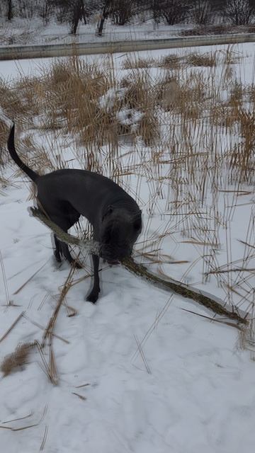 Кане-корсо Зевс и дрын на озере! смотреть онлайн