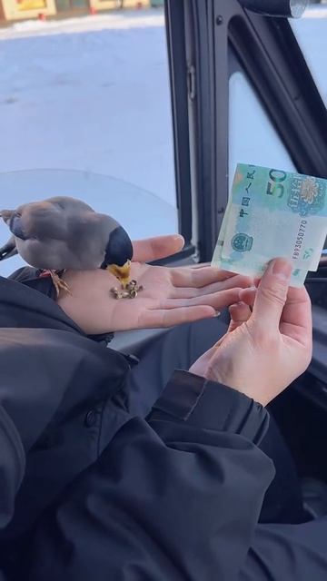 Птичка с бабками смотреть онлайн