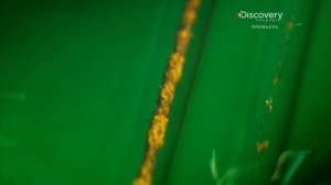 Золотая лихорадка 5 сезон 20 серия (реалити-шоу, 2014)