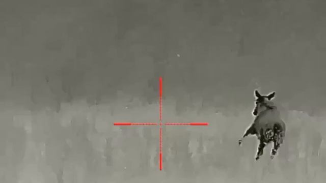 Лось в тепловизор - подборка удачных выстрелов смотреть онлайн