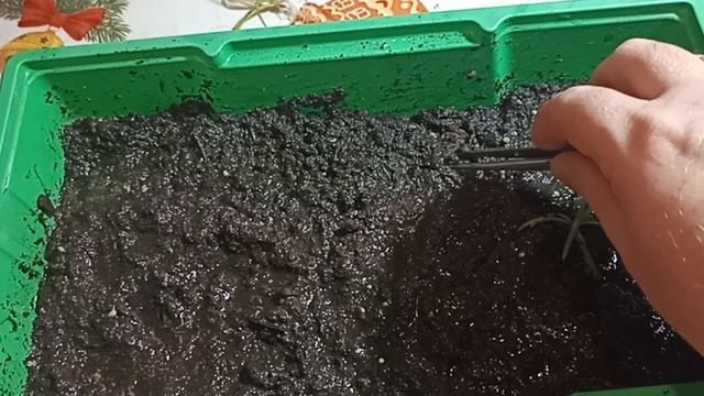 эксперимент по выращиванию сагитарии в грунте. Аквариумные растения.