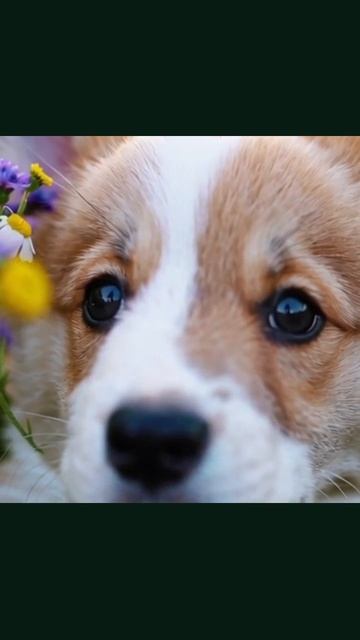 #милыещенки #щенки #лабрадорчики #другипитомцы #пушистики #питомцы