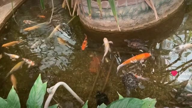 Карпы и черепахи