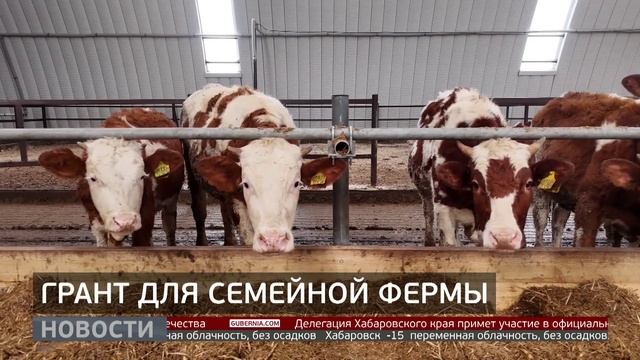 Семейная ферма: грант на развитие. Новости. 04/02/2026. GuberniaTV смотреть онлайн