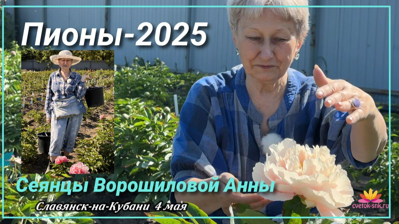 СЕЯНЦЫ АННЫ ВОРОШИЛОВОЙ-6 ЧАСТЬ/САД ВОРОШИЛОВОЙ