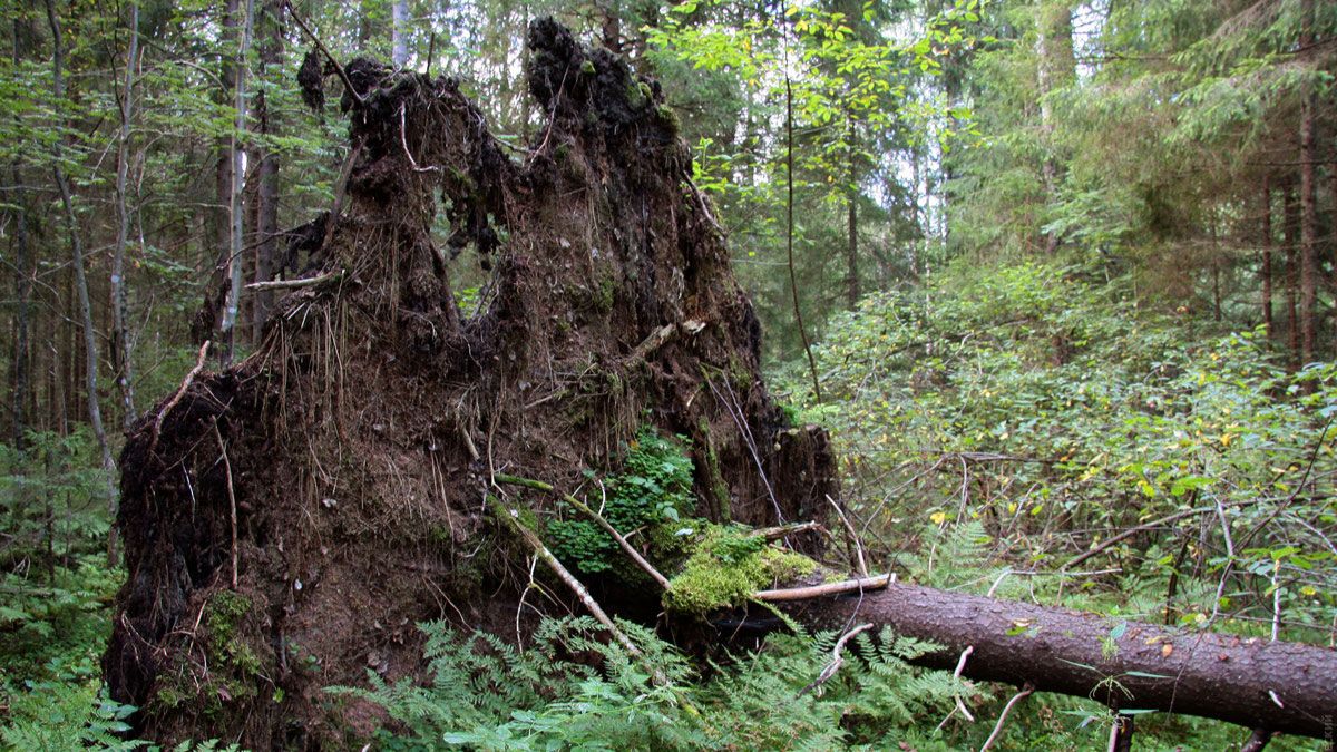 Золото из под корня поваленного дерева! смотреть онлайн