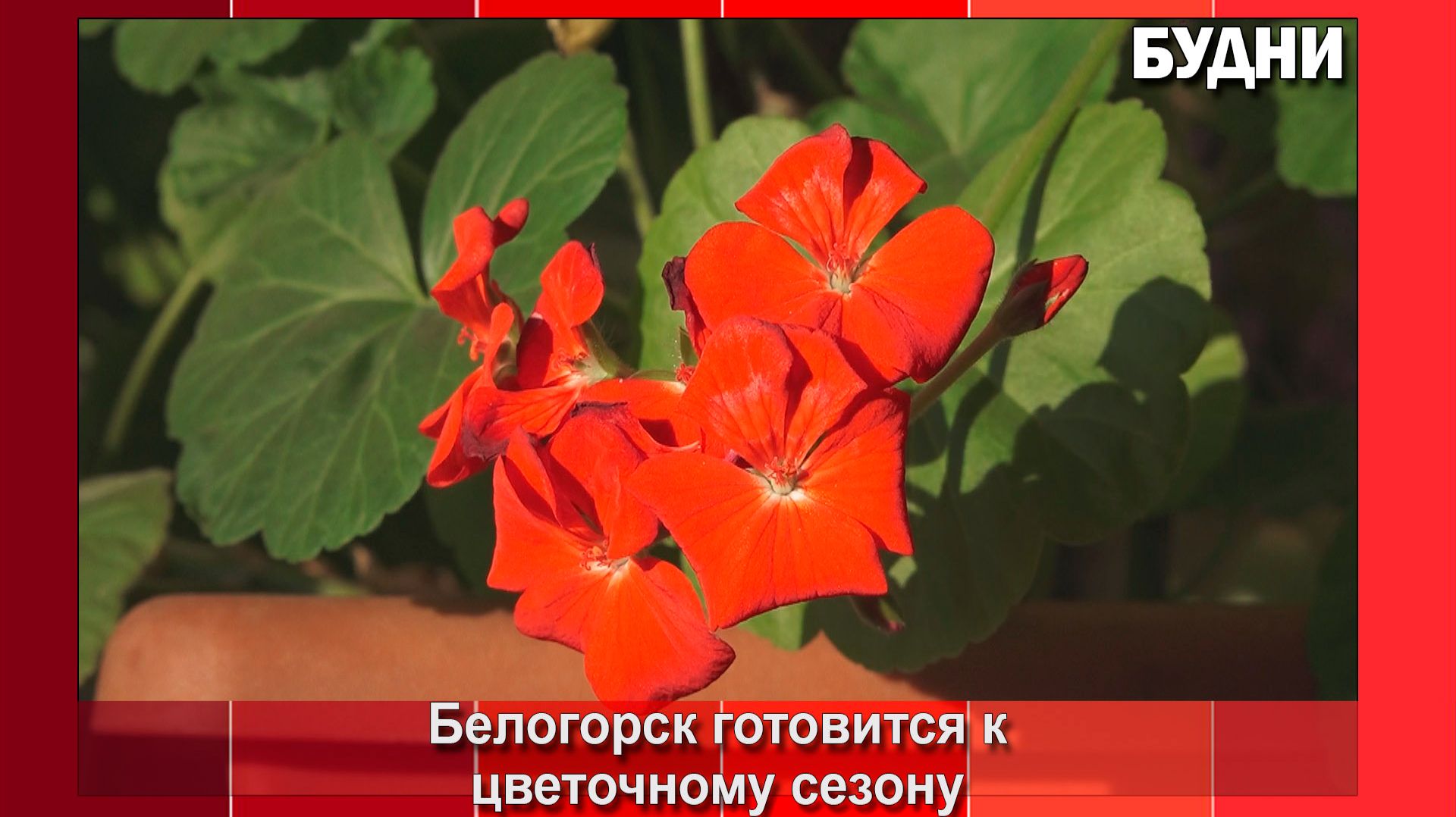 Для клумб Белогорска выращивают рассаду смотреть онлайн