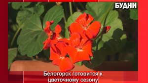 Для клумб Белогорска выращивают рассаду
