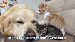 Котята и щенята 🐈🐶 Кошки и собаки 🤗 Милое видео про животных (91)