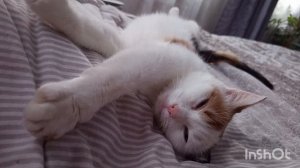 /132/Приготовила обед . Сходила на Озон , забрала подарок от дочери, массажёр для тела.