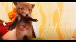 Лисята НАКИНУЛИСЬ на мясо и почему их не вернут маме!