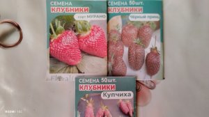 Сегодня посеяла семена клубники