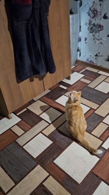 Маленький Рыжуля-Прыжуля оставил Вербусю без зарплаты 😽❤️😼 Маленький Рыжуля-Прыжуля оставил Вербусю без зарплаты 😽❤️😼