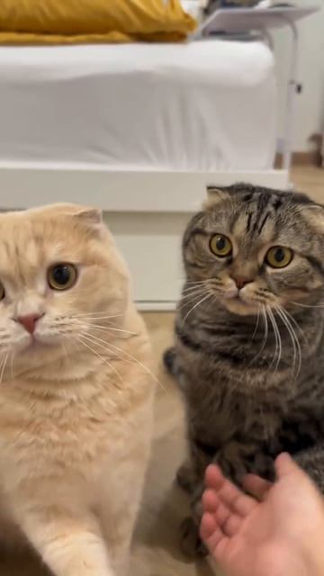 Автор видео: jengtieow