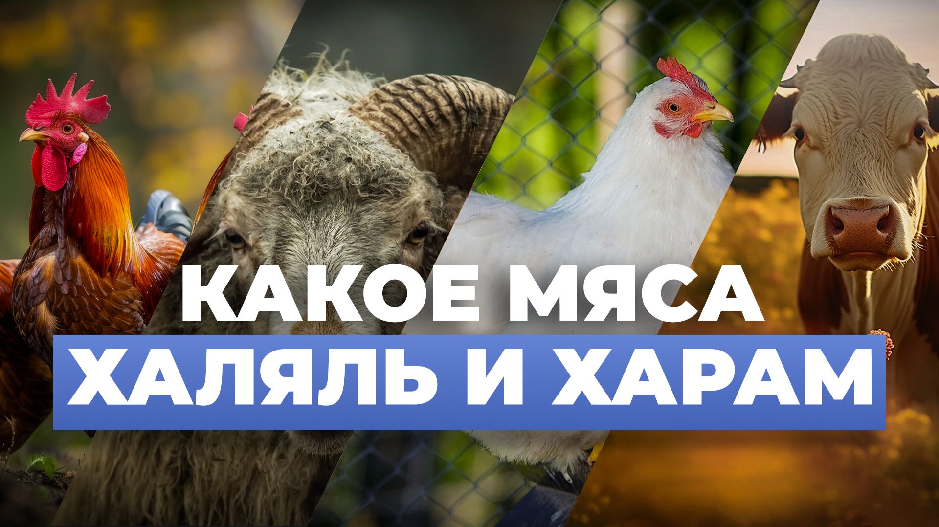 ВСЁ ПРО МЯСО В ИСЛАМЕ - шейх Абдуррахман смотреть онлайн