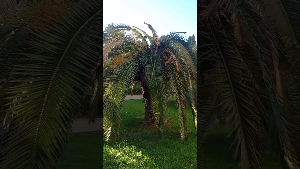 Солнечный сочи. #сочи #адлер #море #shorts