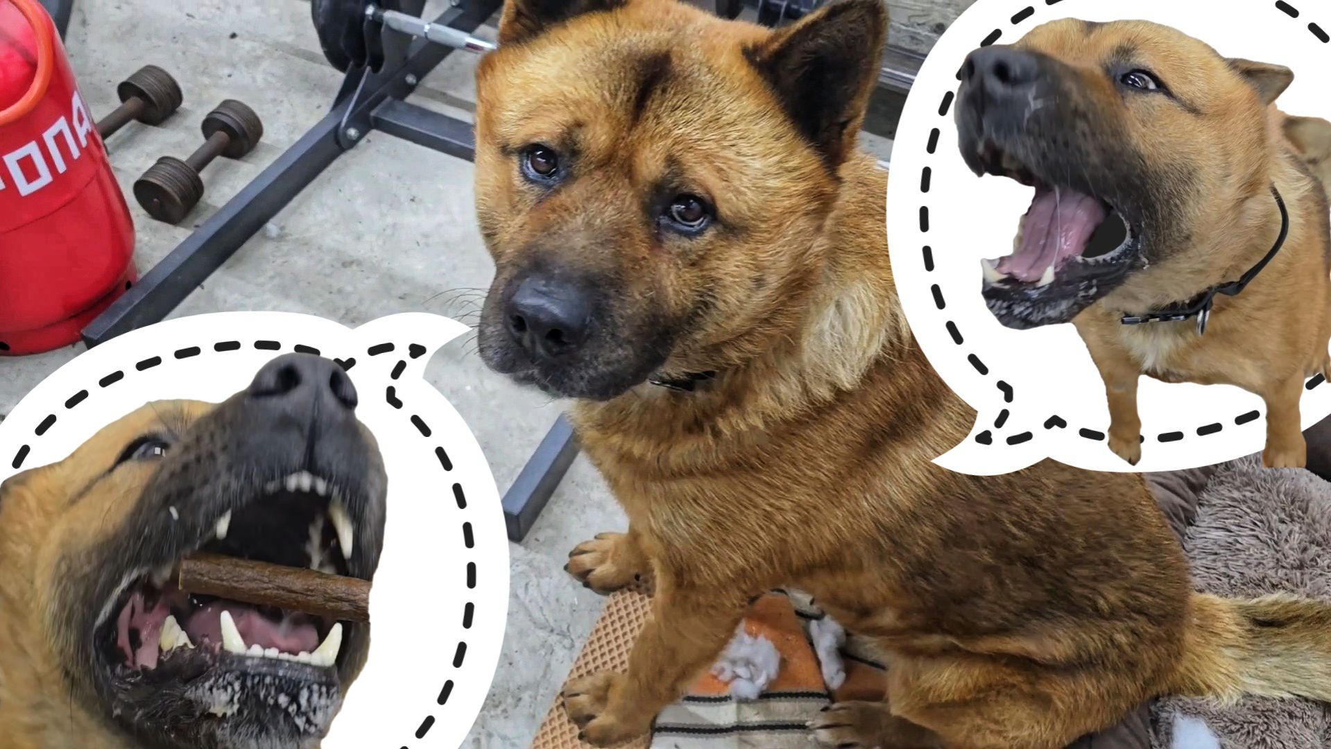 Пёс Кубик совсем гаражным стал. Артём радуется новой игрушке, вместо того, чтобы заняться делом смотреть онлайн