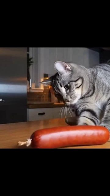 Опаца, колбаса #коты #домашниелюбимцы