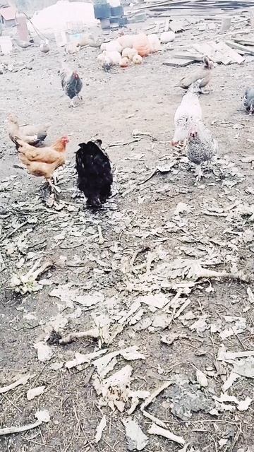 Куриные истории