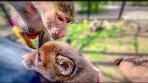 Люся налаживает отношения с лисятами в вольере, никто никого НЕ БОИТСЯ)))