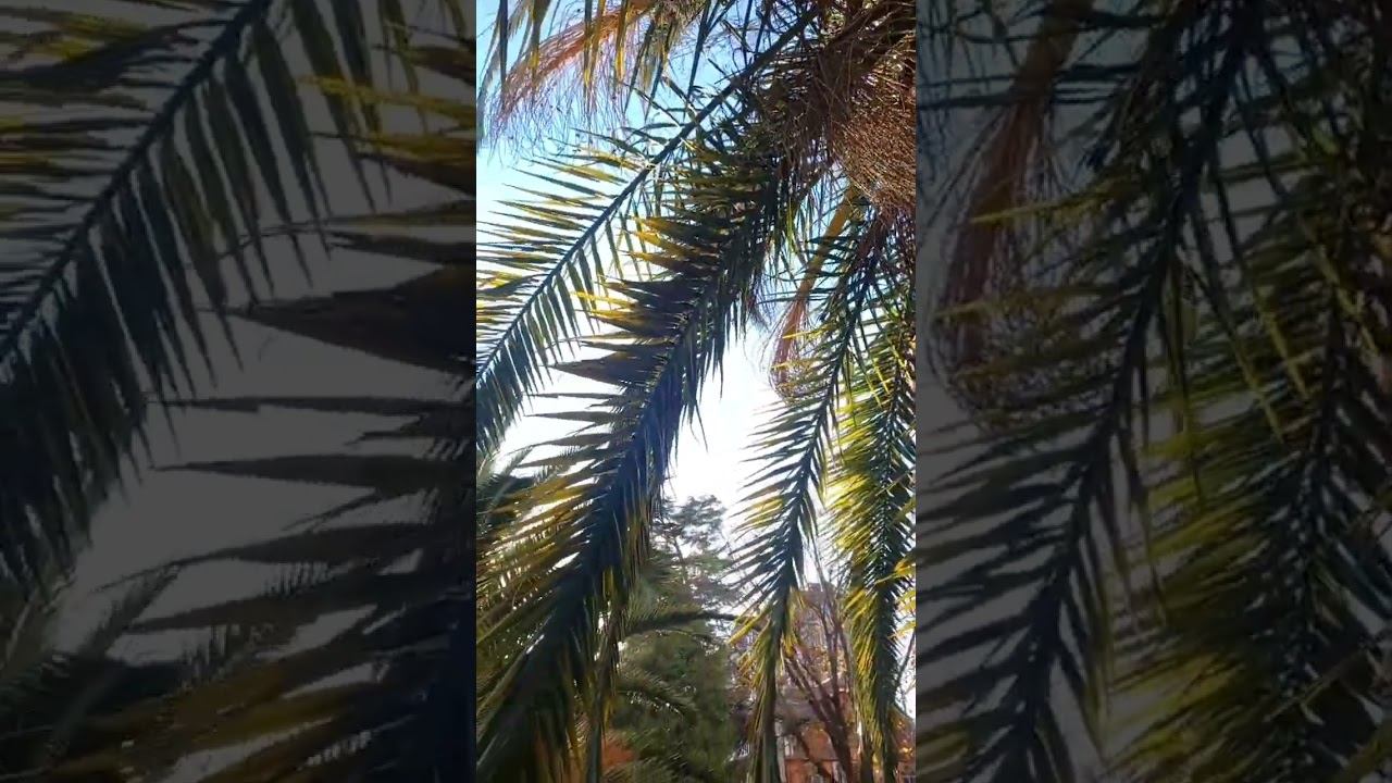 Зимний Сочи прекрасен. #сочи #адлер #море #сириус #shortsvideo Зимний Сочи прекрасен. #сочи #адлер #море #сириус #shortsvideo