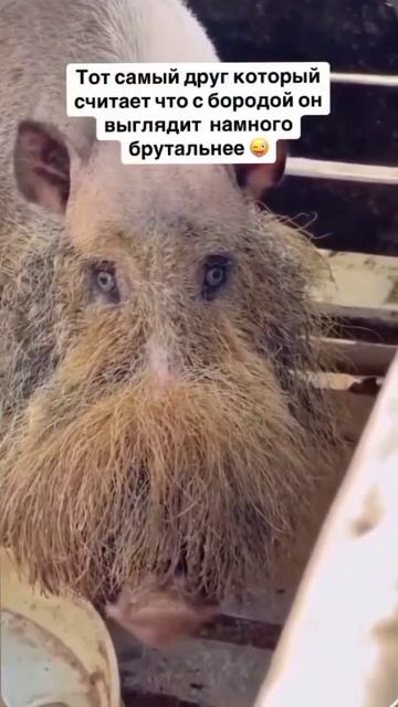 #shorts #юмор #прикол #смех