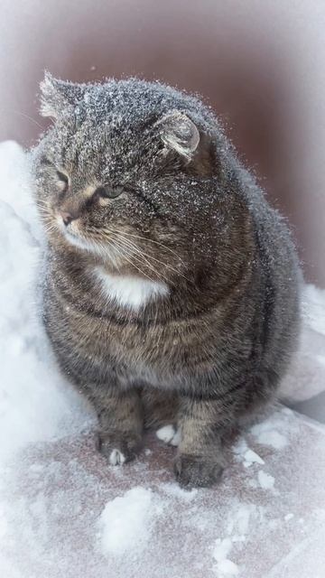 Снежный Барсюшка 04-02-2026