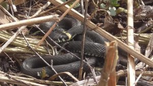 Весенний лес