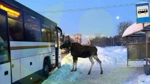 В Подмосковье лось попытался сесть в автобус