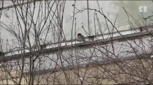 Ярославцам рассказали, как правильно поддерживать птиц в зимнюю пору