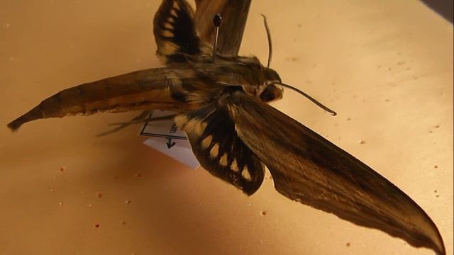 БРАЖНИКИ: 673. Xylophanes herbini