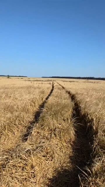 Что добавляют в пшеницу, прежде чем она попадёт в твой хлеб? #пшеница #здоровье #AUM #Экология