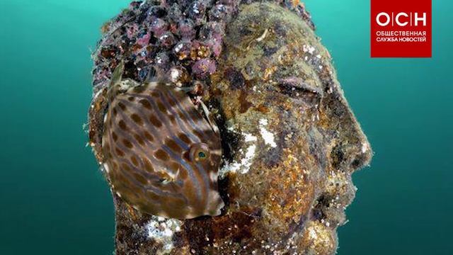 "Уставшая рыба" победила на конкурсе подводной фотографии смотреть онлайн